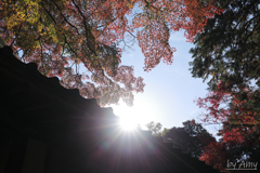 紅葉