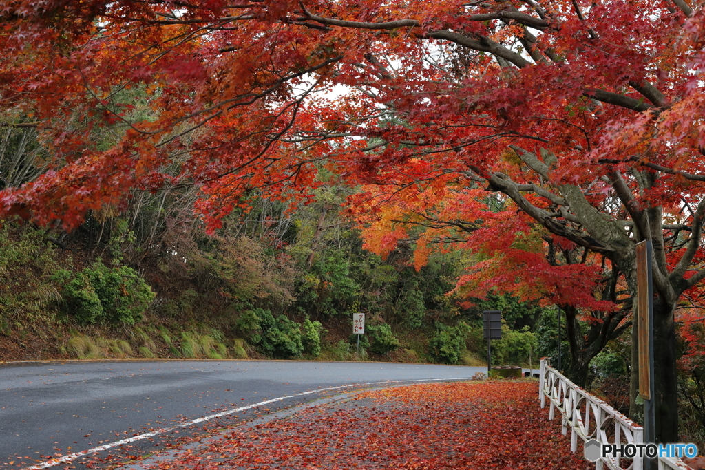 紅葉