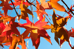 紅葉