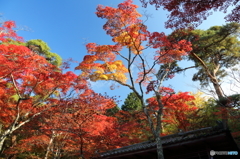 紅葉