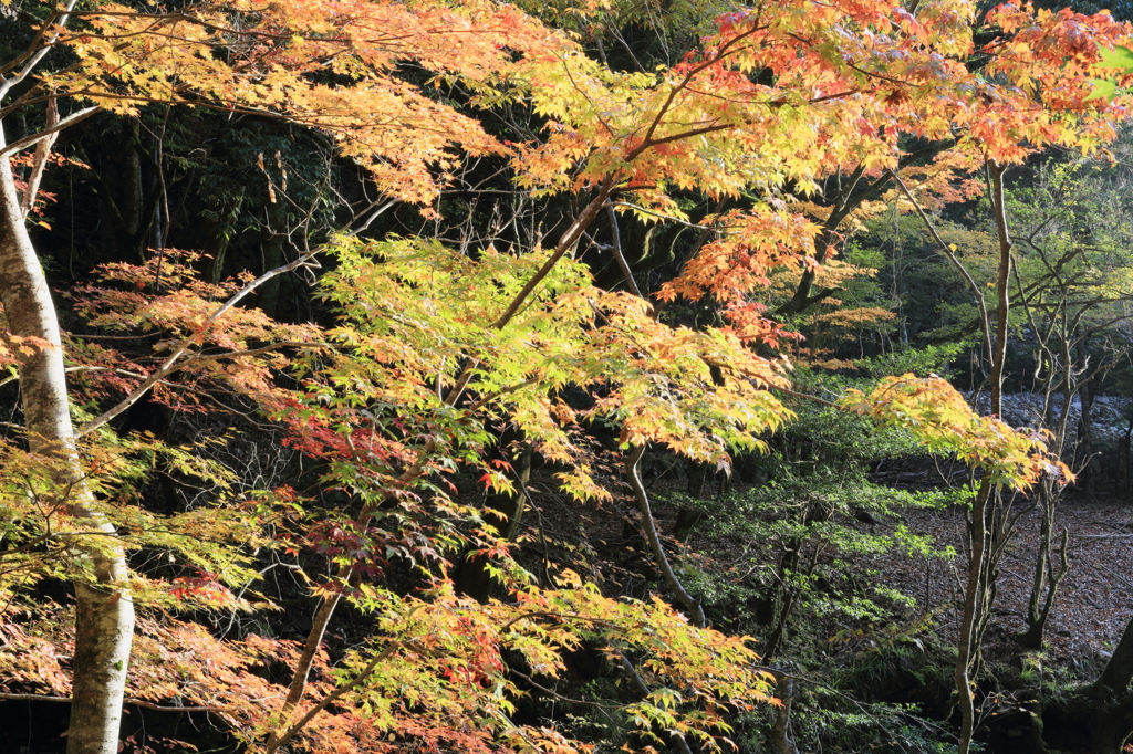 紅葉