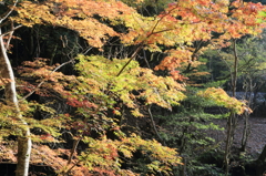 紅葉
