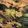 紅葉