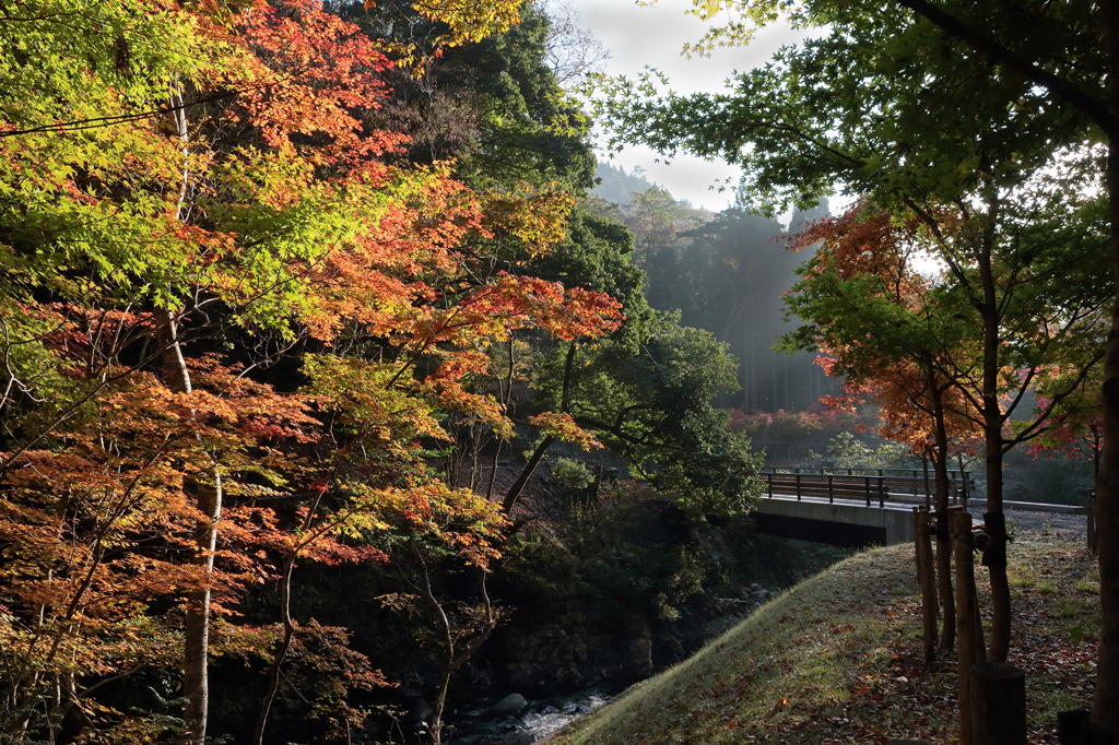 紅葉