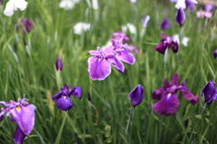 菖蒲
