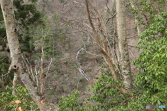 くのじ滝