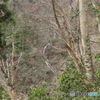 くのじ滝