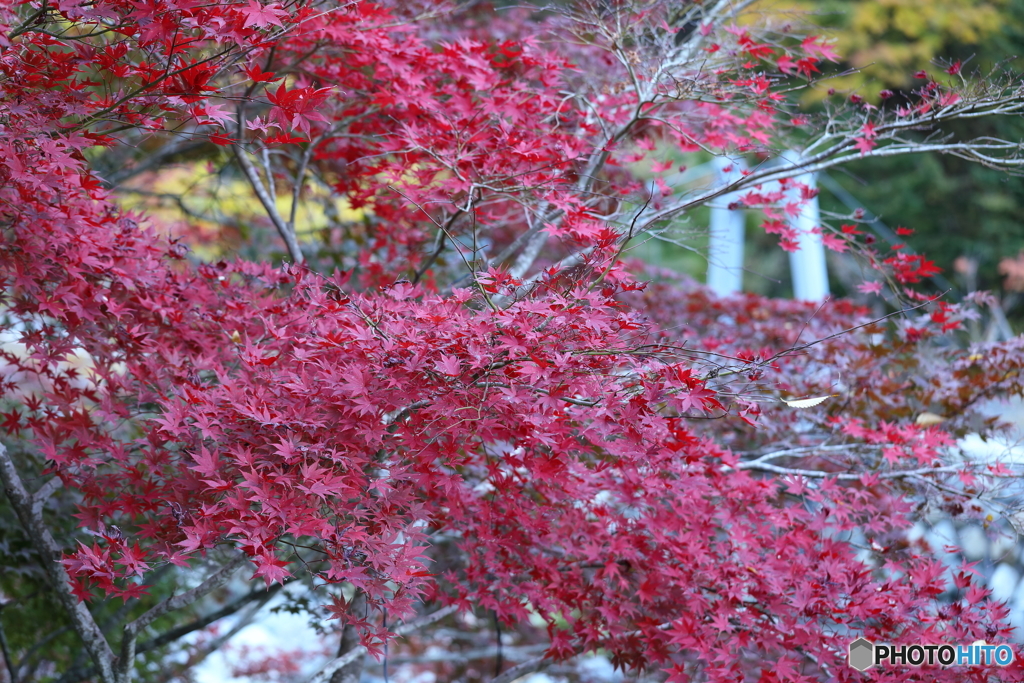 紅葉 1