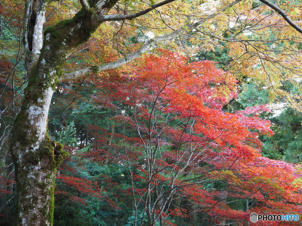 紅葉
