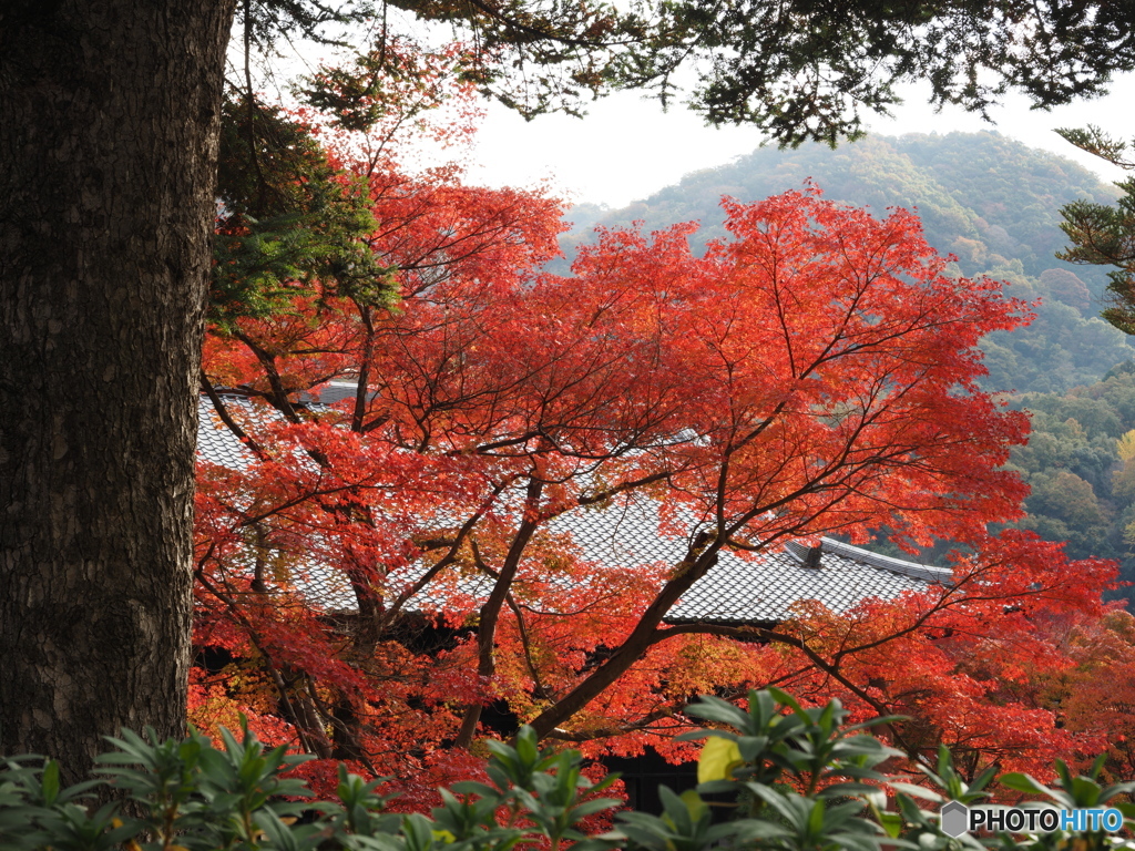 紅葉 