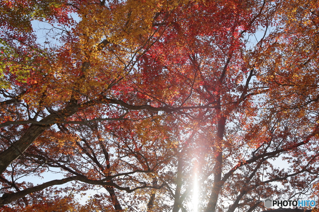 紅葉