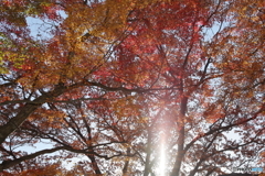 紅葉