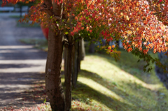 紅葉
