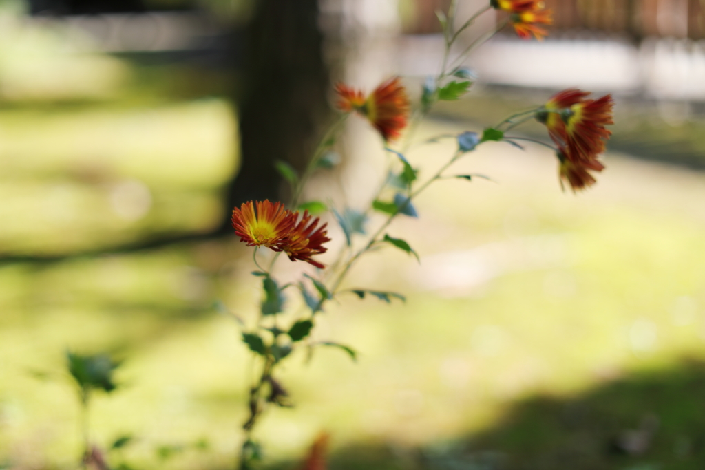 花