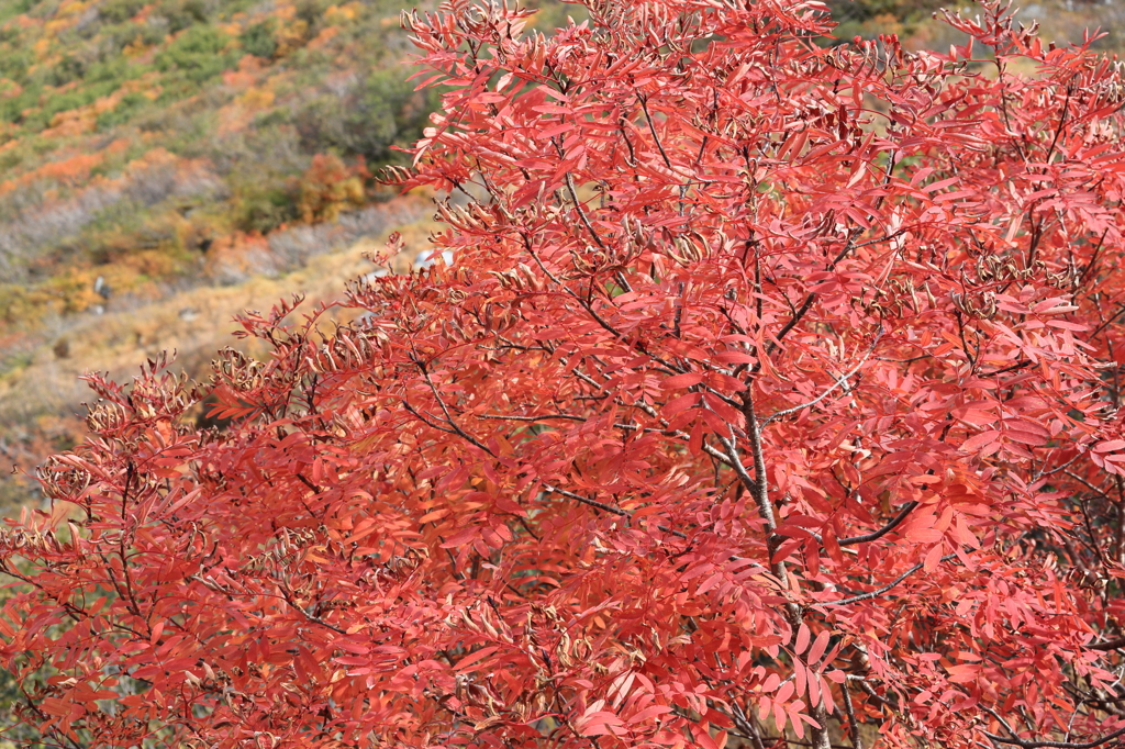 紅葉