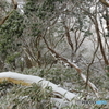 冬山
