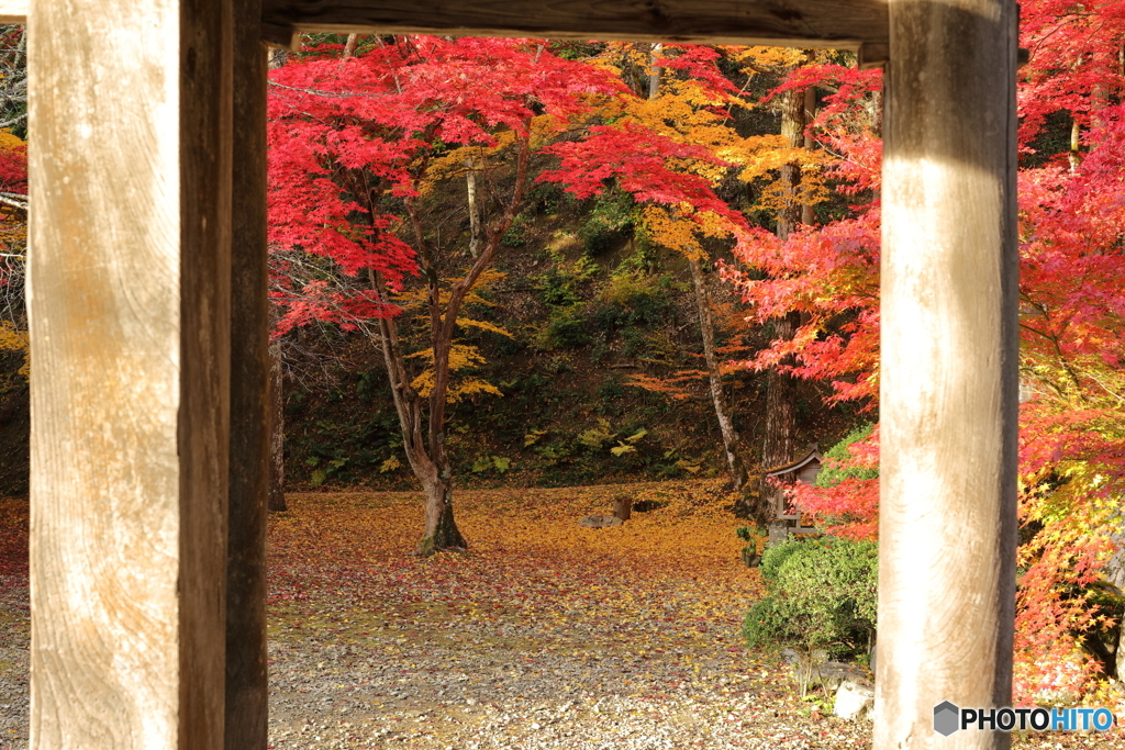 紅葉