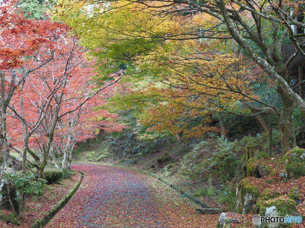 紅葉