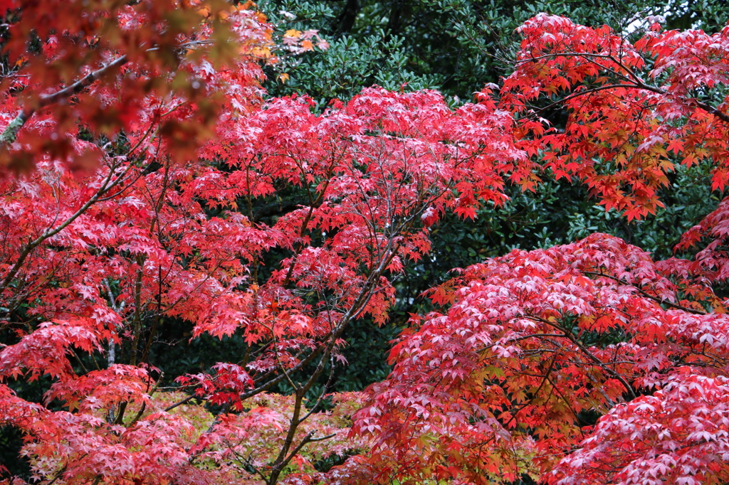 紅葉
