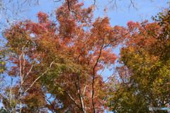 紅葉