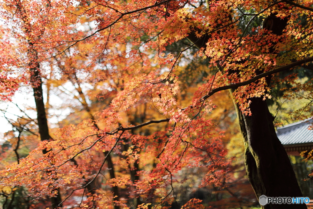 紅葉