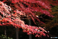紅葉
