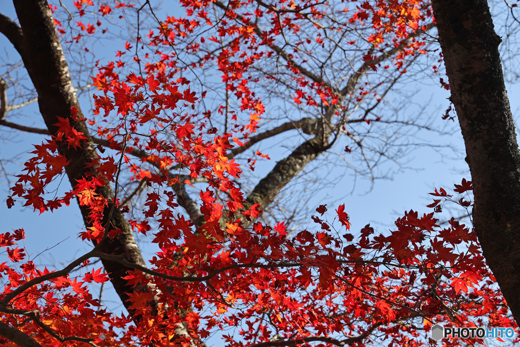 紅葉
