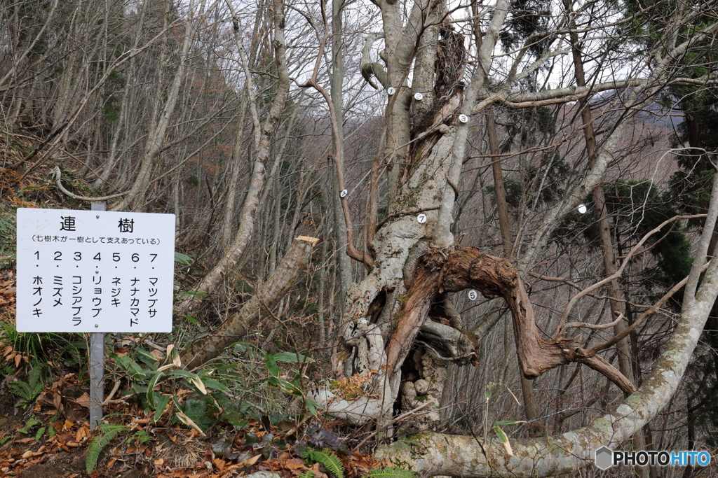 連樹