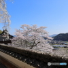 サクラ
