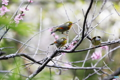 ソウシチョウ