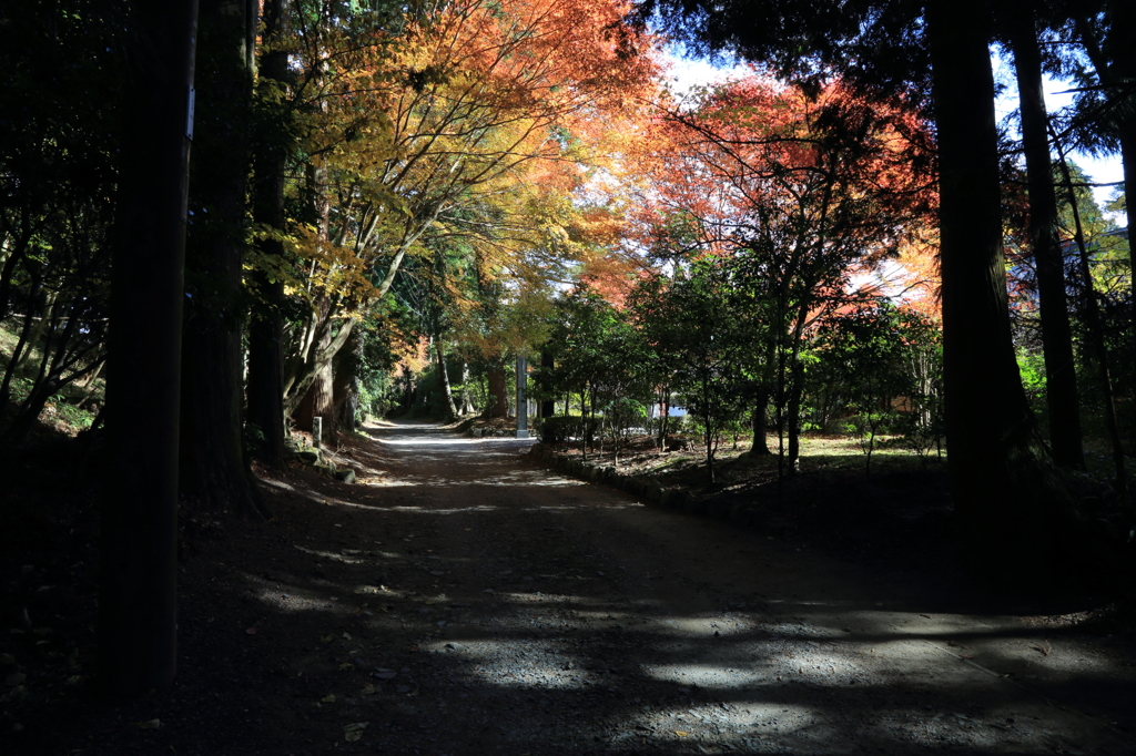 紅葉