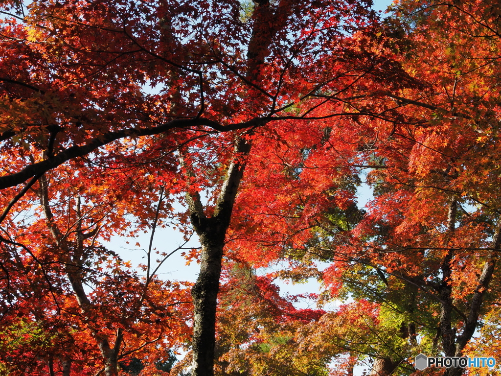 紅葉