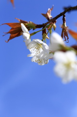 庭の山桜2