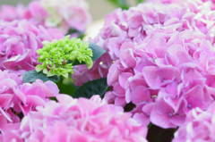 紫陽花