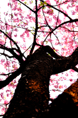 桜と樹