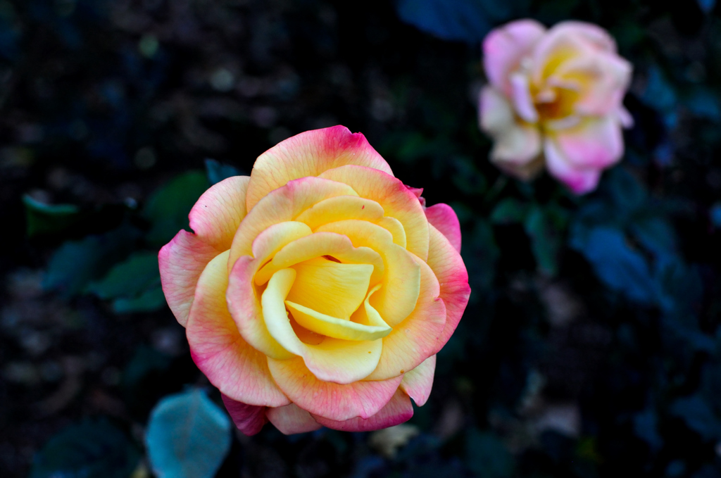 薔薇