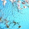 桜と池２
