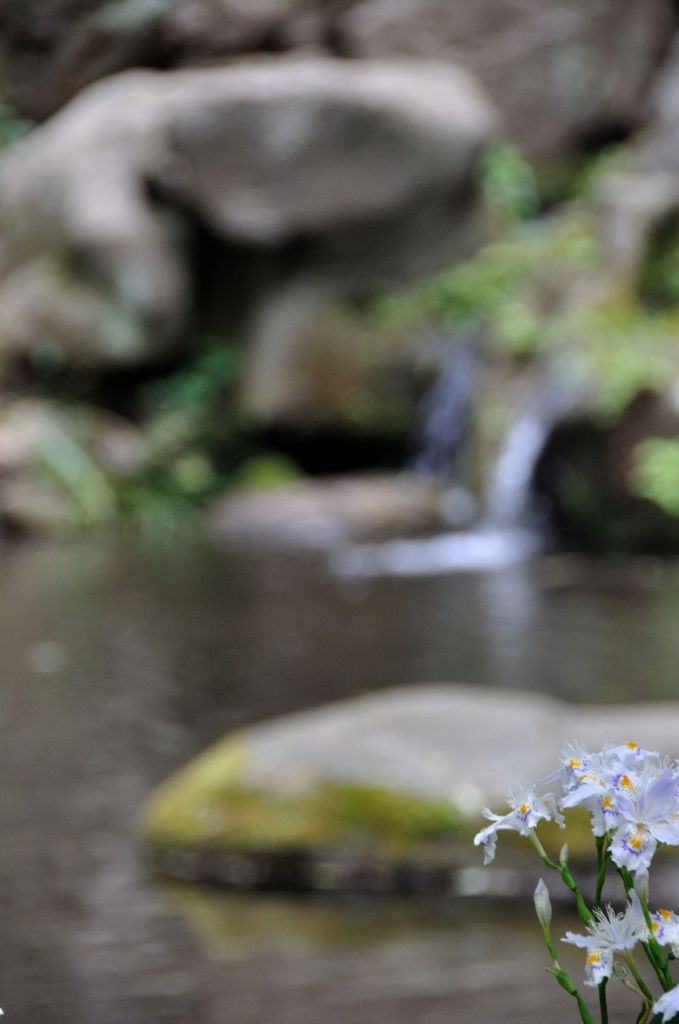 水と花
