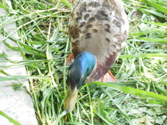 DSCN0192