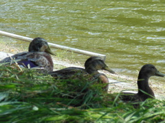 DSCN0196