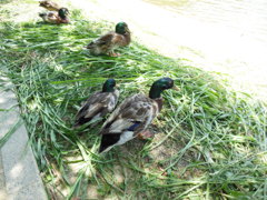 DSCN0193