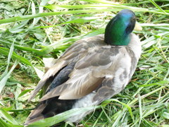 DSCN0188