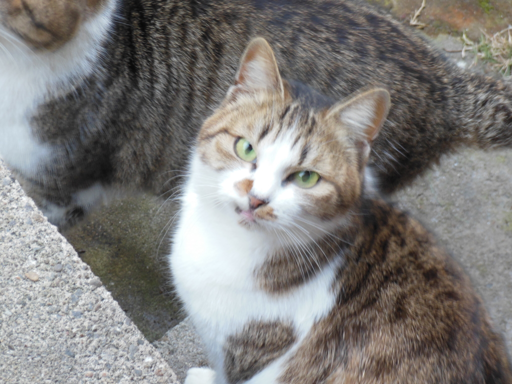 ご飯は？
