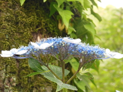 真横から紫陽花
