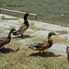 DSCN0140