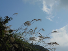 青空高く、薄が囁く。