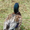 DSCN0146