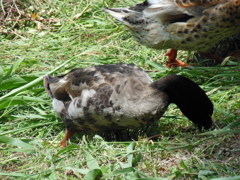 DSCN0144