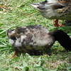 DSCN0144