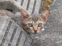 逃げる一歩手前